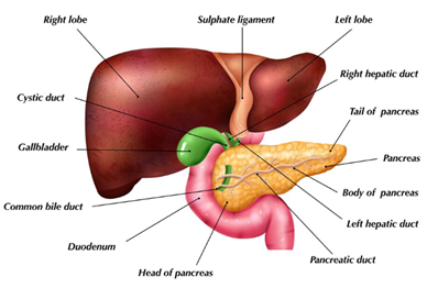 Gallbladder.png